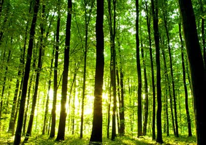 Environment